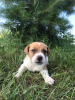 Additional photos: Jack Russell Terrier puppies for sale