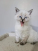 Photo №1. balinese cat - for sale in the city of Франкфурт-на-Майне | Is free | Announcement № 107992