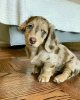 Photo №1. dachshund - for sale in the city of Helsinki | 475$ | Announcement № 123309