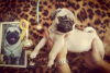 Additional photos: Selling pug puppies with UKF club documents from the Champion of Ukraine