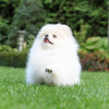 Additional photos: Pomeranian Spitz puppies,