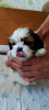 Additional photos: Sell tsutsenya Shih Tzu