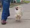 Photo №1. pomeranian - for sale in the city of Dnipro | 636$ | Announcement № 41073