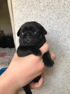 Photo №2 to announcement № 6762 for the sale of pug - buy in Russian Federation from nursery