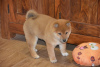 Photo №2 to announcement № 123768 for the sale of shiba inu - buy in Czech Republic private announcement