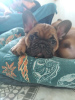 Photo №2 to announcement № 8120 for the sale of french bulldog - buy in Russian Federation breeder