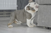 Additional photos: English bulldog puppies