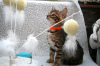 Photo №3. Intelligent Bengal Cats kittens available for Sale now. Germany