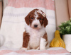 Photo №3. Standard Poodle Puppies.. United States