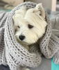 Photo №1. west highland white terrier - for sale in the city of Bonn | 528$ | Announcement № 99260