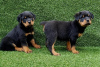 Additional photos: Rottweiler puppies Available