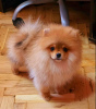 Photo №1. german spitz - for sale in the city of Belgrade | negotiated | Announcement № 110363