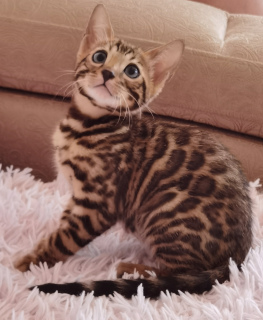 Photo №2 to announcement № 6985 for the sale of bengal cat - buy in Russian Federation from nursery