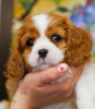 Photo №3. Cute girl Cavalier King Charles Spaniel Amelie. Germany