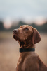 Photo №2 to announcement № 120593 for the sale of vizsla - buy in Belarus breeder