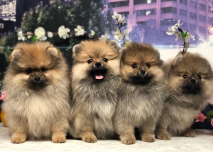 Additional photos: Spitz Puppies