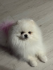 Photo №4. Mating pomeranian in Russian Federation. Announcement № 99539