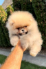 Photo №1. pomeranian - for sale in the city of Нови Сад | negotiated | Announcement № 75655