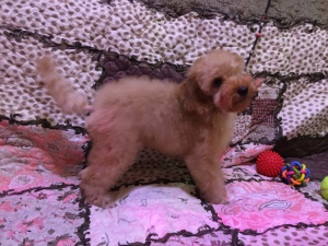 Photo №3. Red toy poodles puppies. Russian Federation