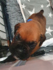 Additional photos: Boxer puppies for sale