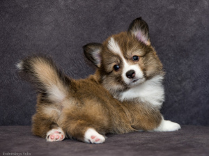 Photo №1. welsh corgi - for sale in the city of Kharkov | 1108$ | Announcement № 3787