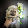 Photo №4. I will sell pomeranian in the city of Minsk. breeder - price - 377$