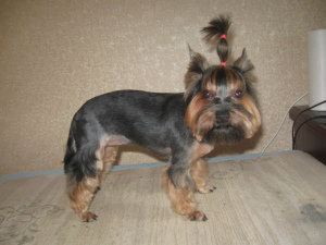 Additional photos: Dog grooming mini-breeds at home
