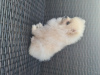 Photo №4. I will sell pomeranian in the city of Калифорния Сити. private announcement - price - 1250$