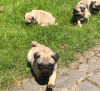 Photo №3. Cute pug puppies available for free adoption. Germany