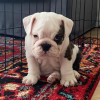 Photo №3. English Bulldog Puppy for sale. United States