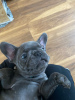 Photo №4. I will sell french bulldog in the city of Berlin. private announcement - price - 475$