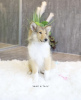Photo №1. rough collie - for sale in the city of Bremen | 739$ | Announcement № 99577
