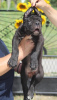 Photo №4. I will sell cane corso in the city of Vršac.  - price - Is free