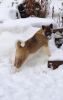 Photo №2 to announcement № 9535 for the sale of american akita - buy in Russian Federation from nursery