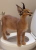 Photo №1. caracal - for sale in the city of Kansas City | 2000$ | Announcement № 99557