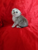 Photo №1. scottish fold - for sale in the city of Kharkov | 92$ | Announcement № 11599