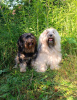 Photo №3. Tibetan terrier puppy for sale. Russian Federation