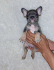 Additional photos: FRENCH BULLDOG PUPPIES FOR SALE MANILA ,09457024296 DOGS