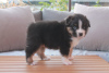 Photo №2 to announcement № 93042 for the sale of australian shepherd - buy in Finland private announcement