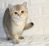 Photo №1. british shorthair - for sale in the city of Tashkent | negotiated | Announcement № 60155