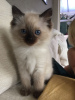 Photo №2 to announcement № 96937 for the sale of ragdoll - buy in Germany private announcement, from nursery