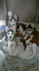 Photo №1. siberian husky - for sale in the city of Magadan | 500$ | Announcement № 13453