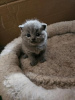Photo №1. british shorthair - for sale in the city of Мадрид | negotiated | Announcement № 98198