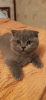 Photo №4. I will sell scottish fold in the city of Монсегюр. private announcement - price - negotiated