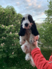 Additional photos: English Cocker Spaniel puppies