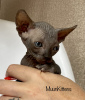 Additional photos: Kittens of the Canadian Sphynx