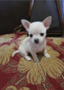 Photo №1. chihuahua - for sale in the city of Copenhague | negotiated | Announcement № 30226
