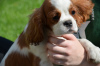 Photo №1. cavalier king charles spaniel - for sale in the city of Chocianów | 3000$ | Announcement № 24582
