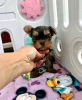 Photo №4. I will sell yorkshire terrier in the city of Helsinki.  - price - 370$