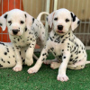 Photo №1. dalmatian dog - for sale in the city of Zagreb | negotiated | Announcement № 119875